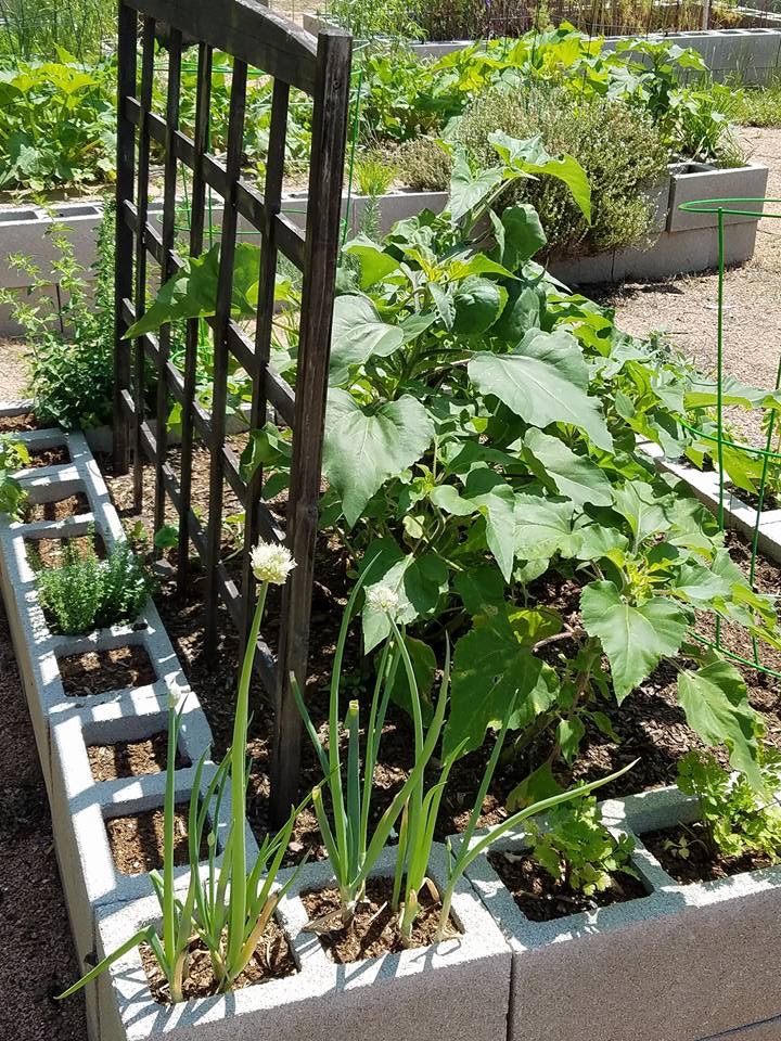 Bed with Healthy Plants