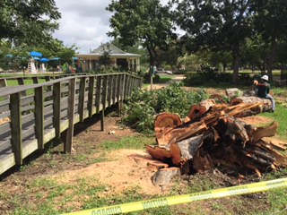 Pecan tree down